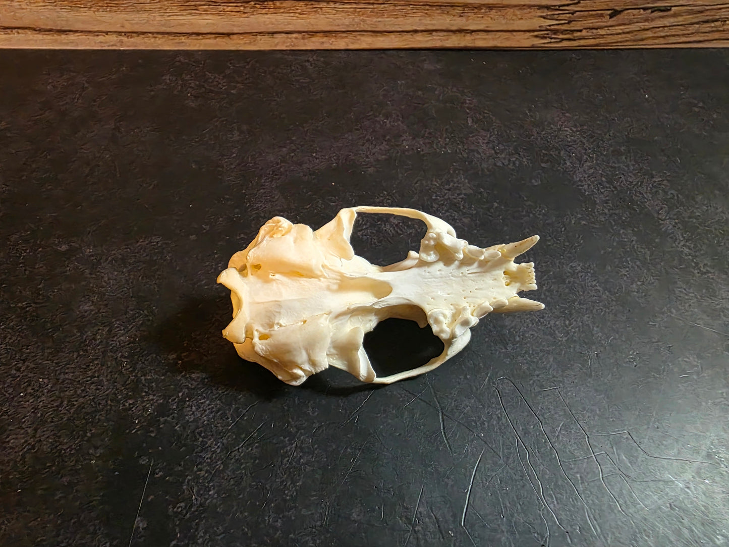 Craft Grade Mink Skull (Upper)