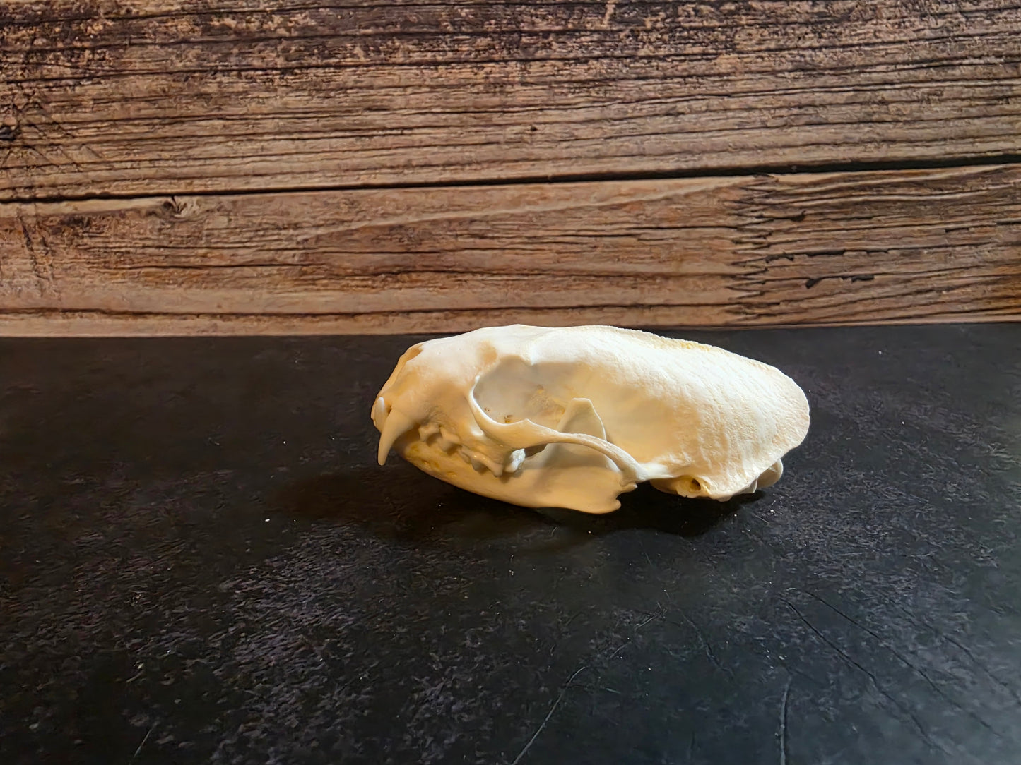 Mink Skull