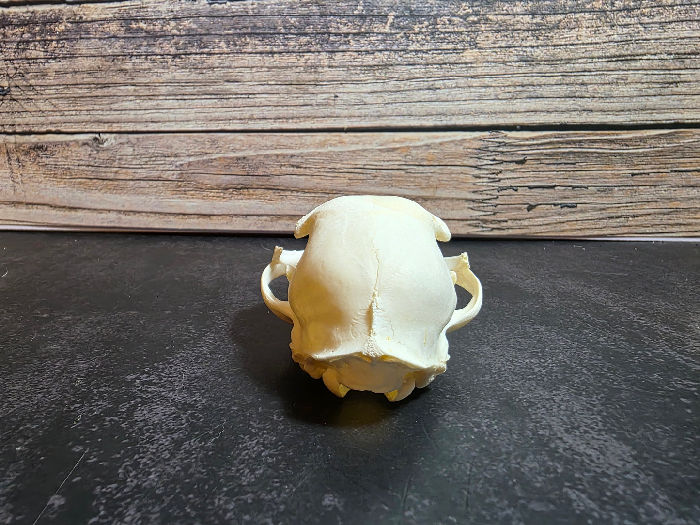 Small Domestic Cat Skull