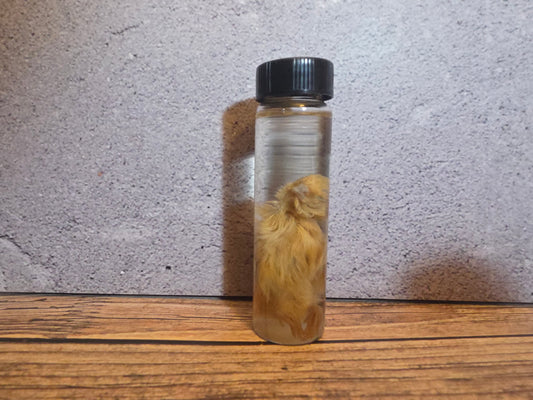 Blonde Quail Chick Wet Specimen Vial