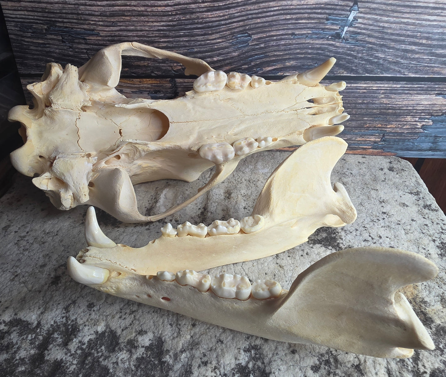 Black Bear Skull (Missing Incisors)