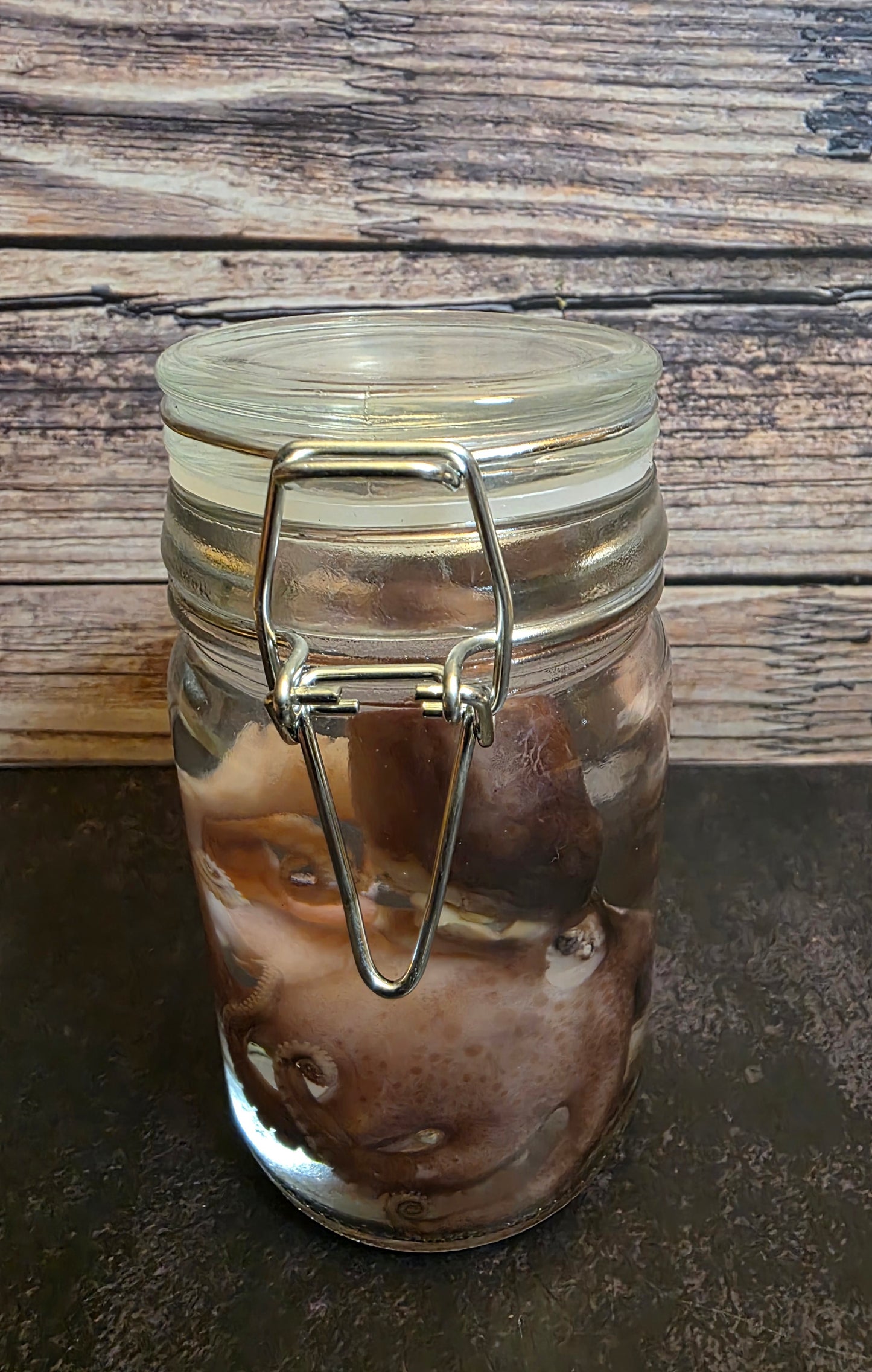 Octopus Wet Specimen
