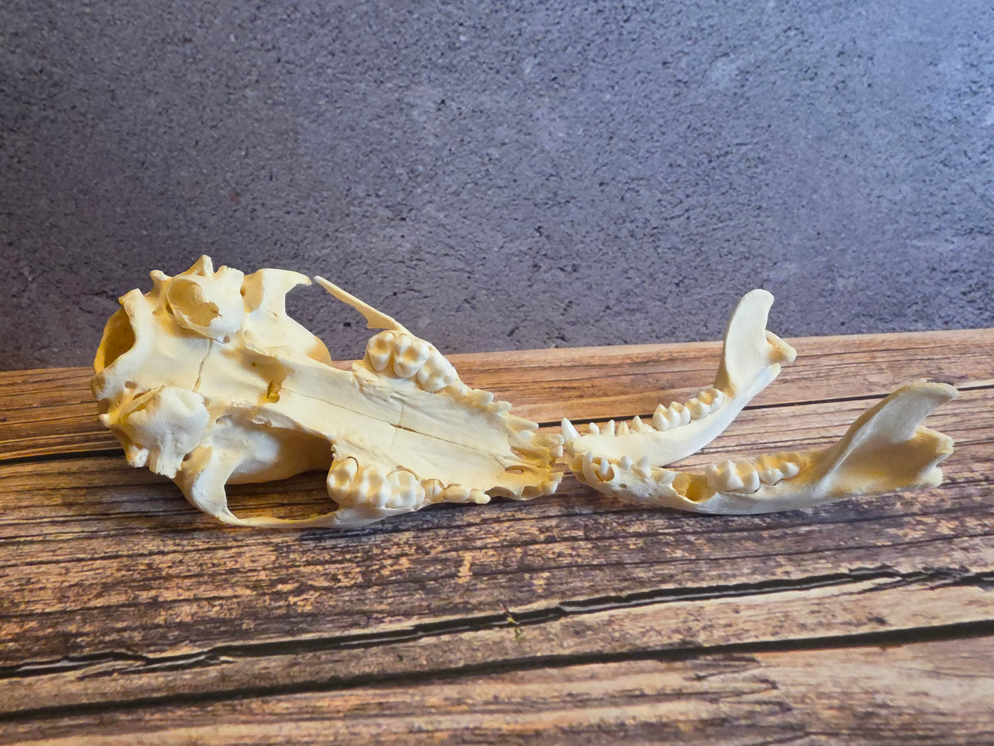 Juvenile Raccoon Skull