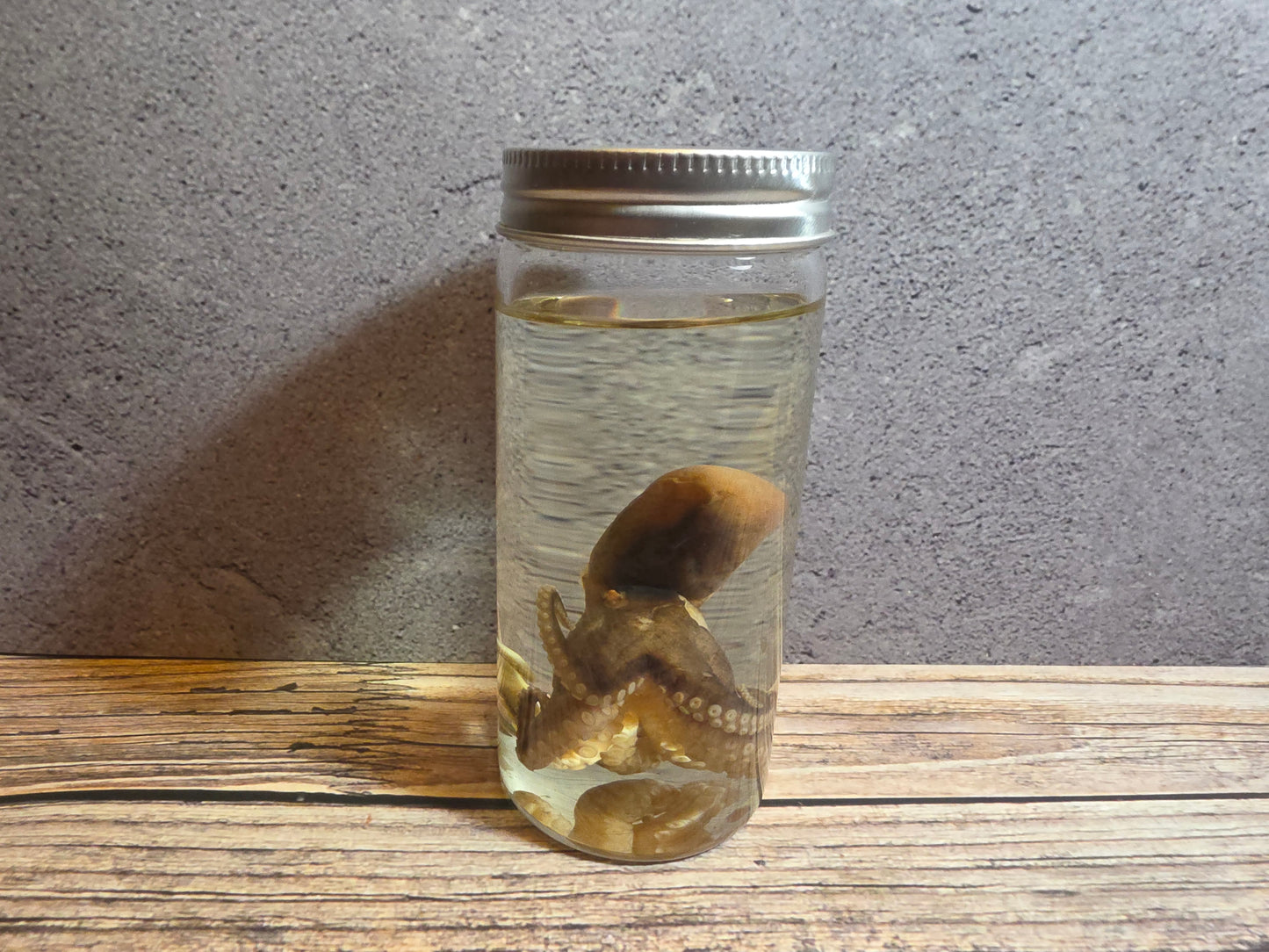 Octopus Wet Specimen (Sm #2)