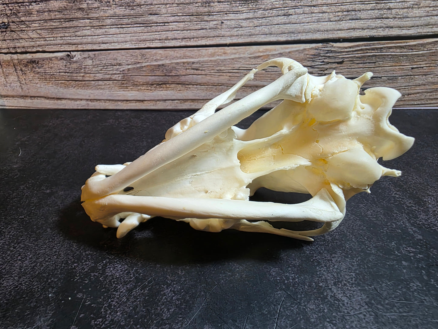 Domestic Dog Skull