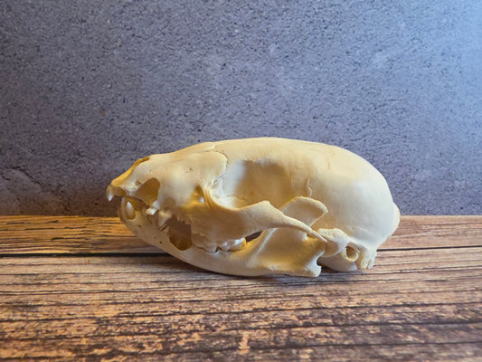 Juvenile Raccoon Skull