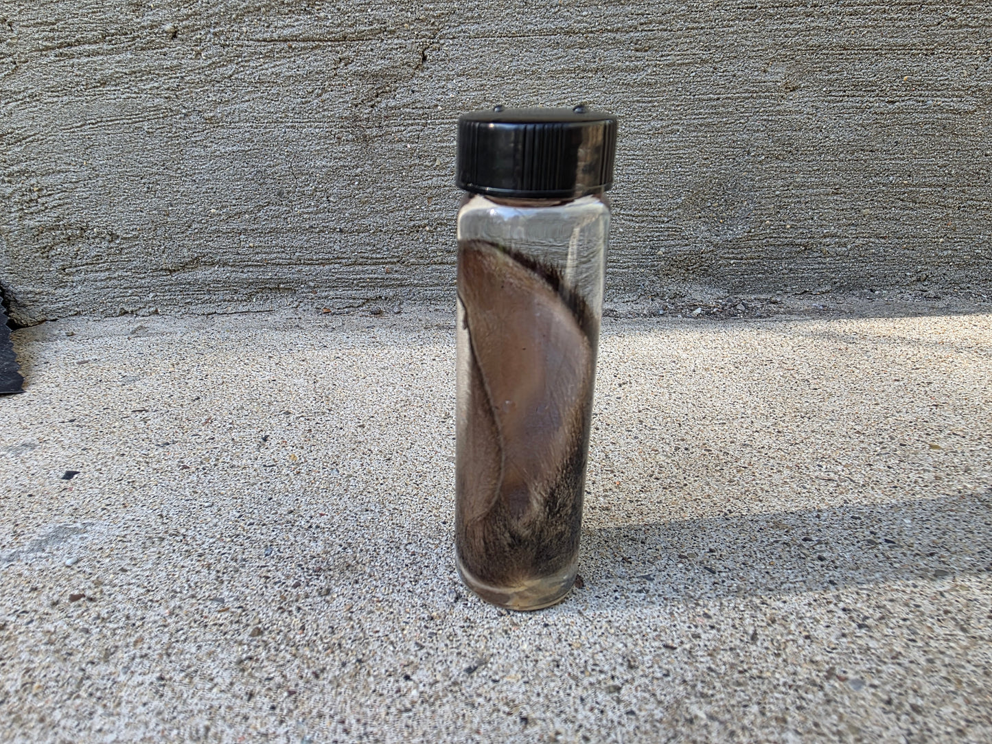 Wild Rabbit Ear Wet Specimen Vial
