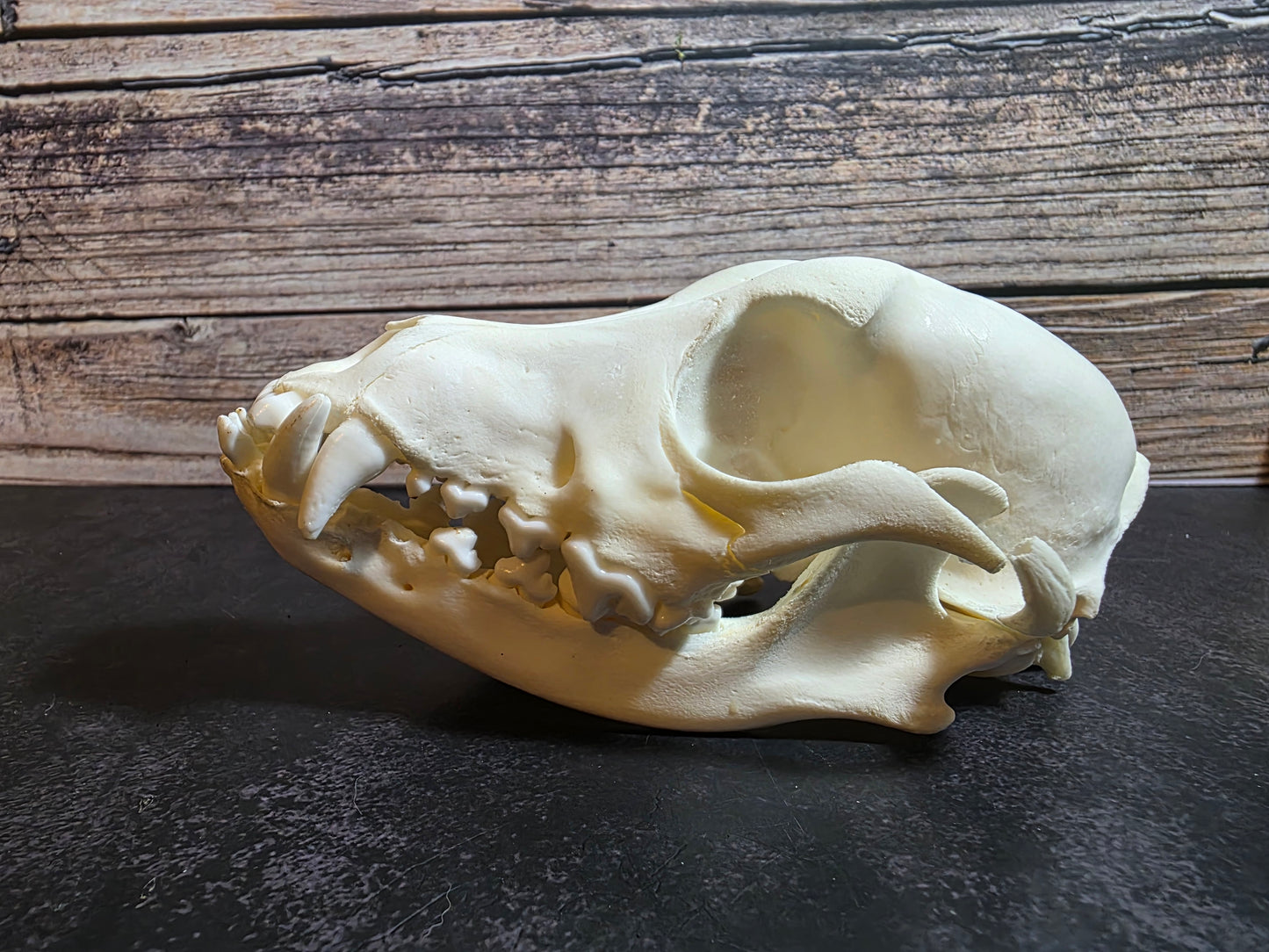 Domestic Dog Skull