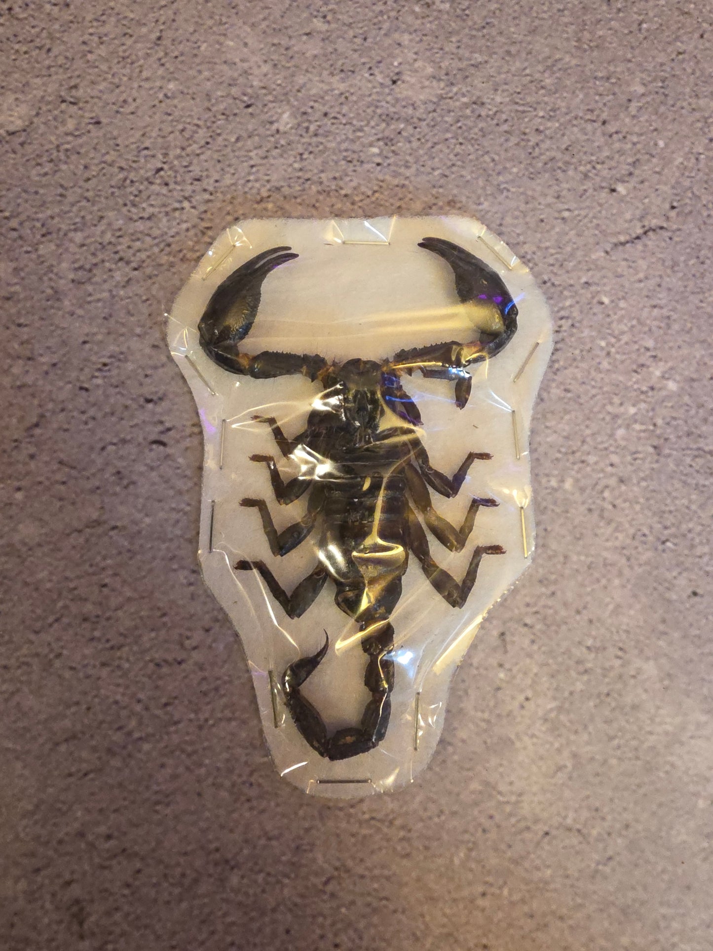 Giant Forest Scorpion