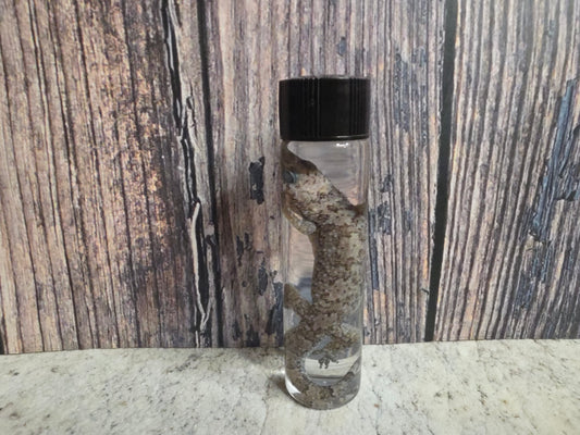 Gecko Wet Specimen (#3)