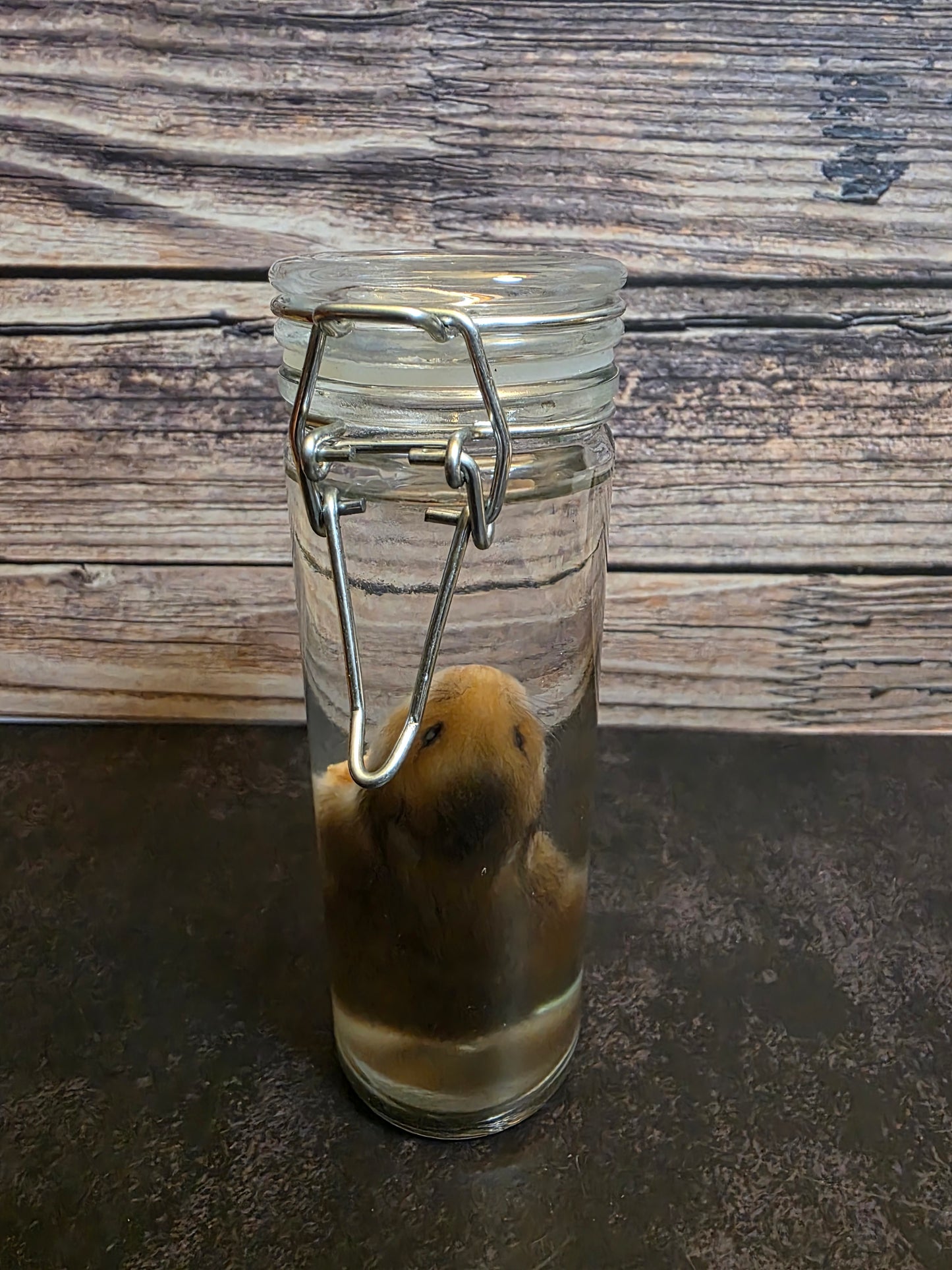 Hamster Wet Specimen (Sm) #2