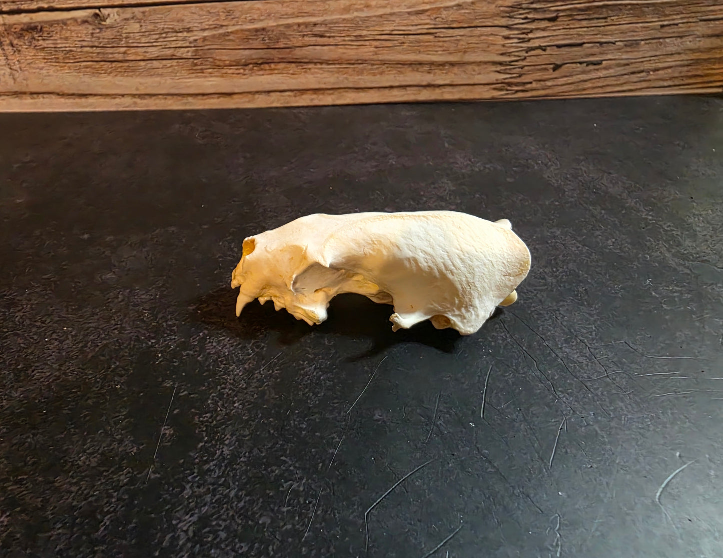 Craft Grade Mink Skull (Upper)