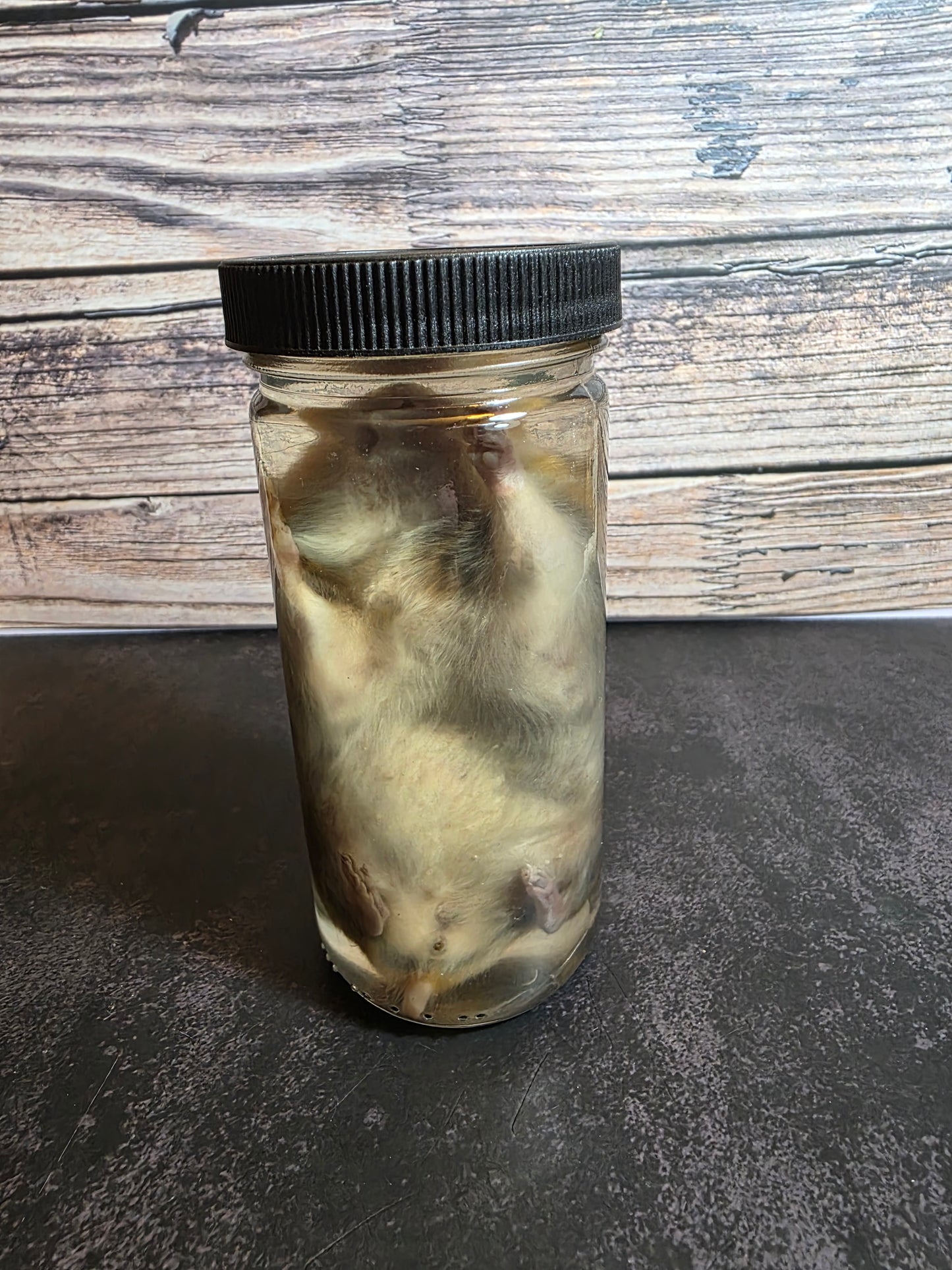 Hamster Wet Specimen (L)