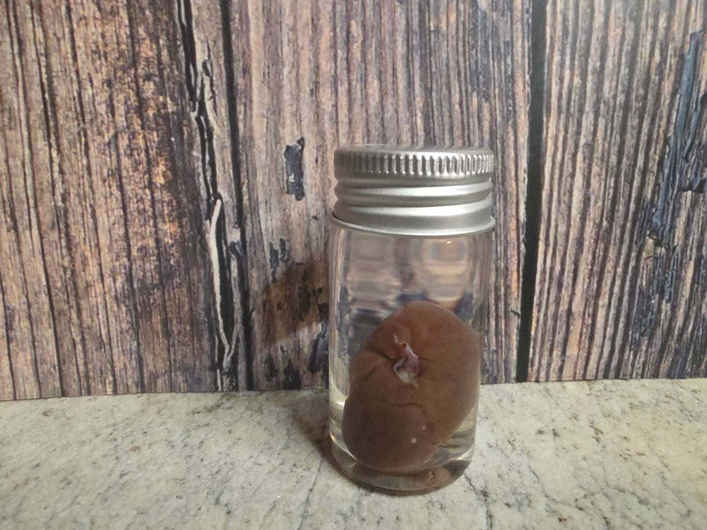 Imperfect Black Cat Kidney Wet Specimen