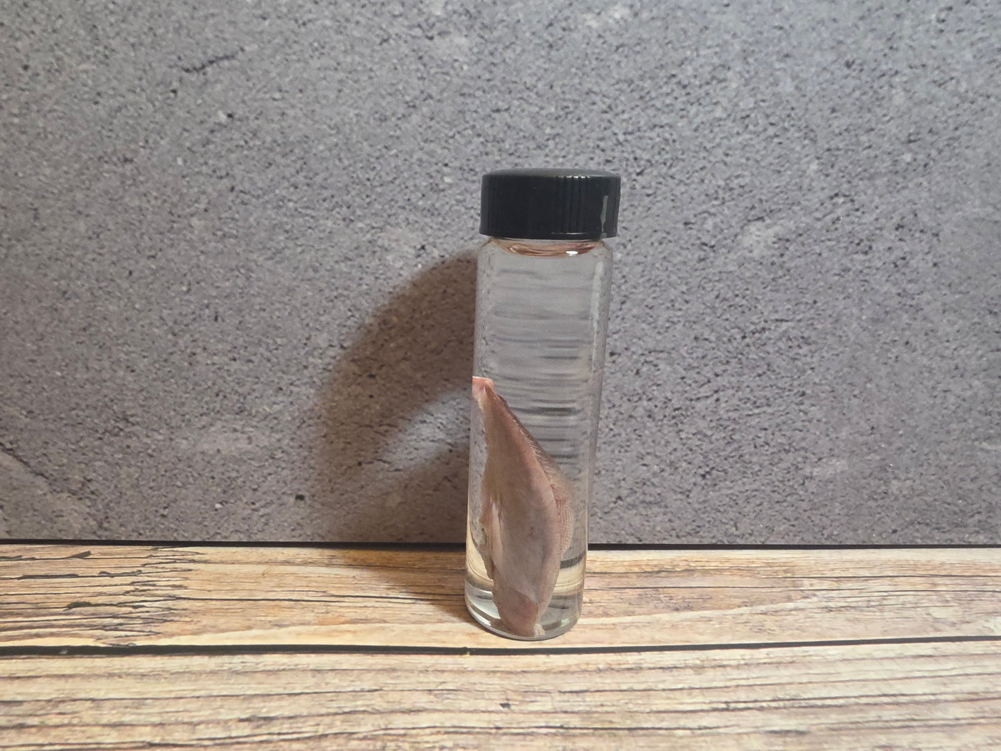 Black Cat Tongue Wet Specimen