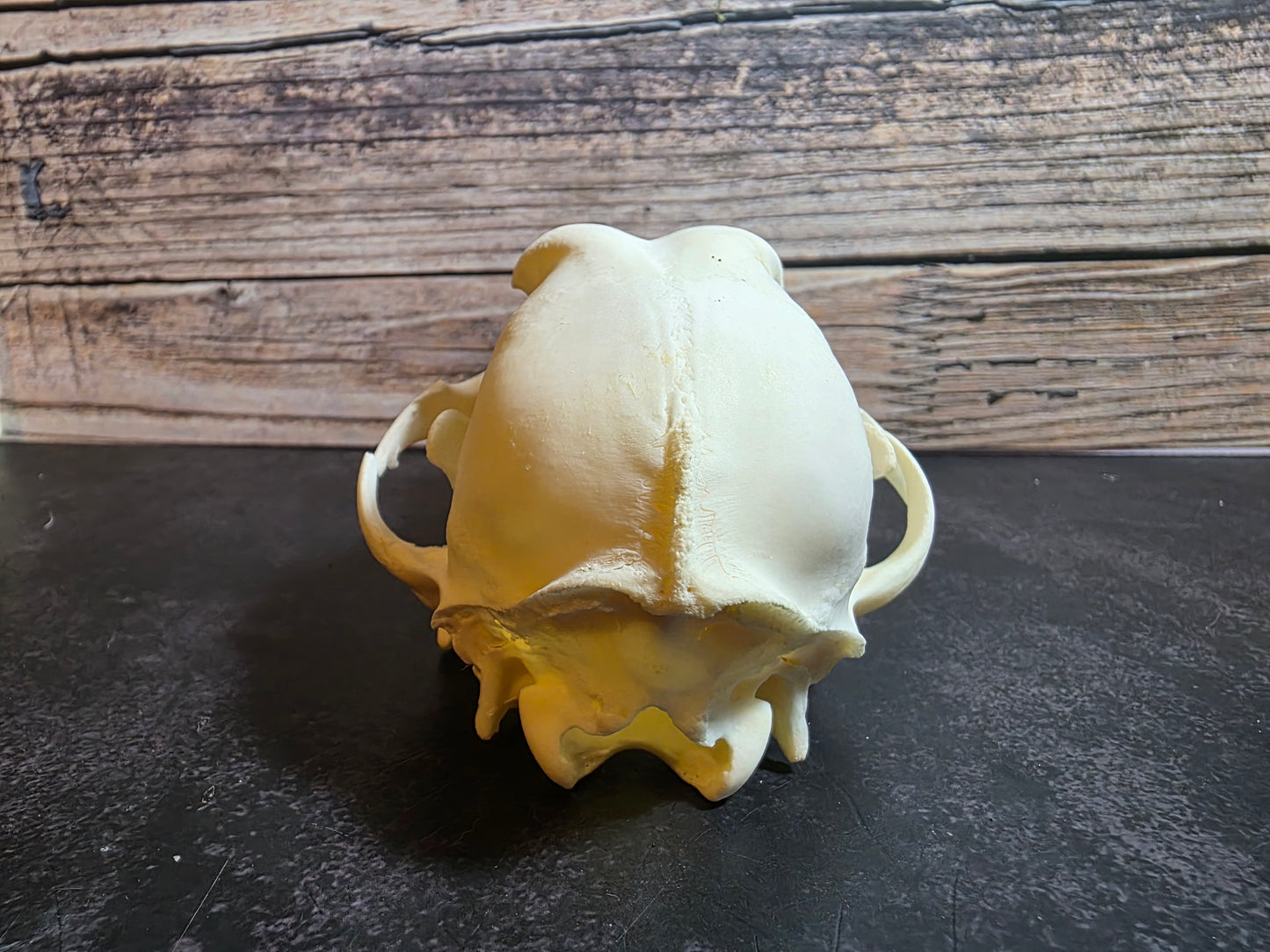 Domestic Dog Skull