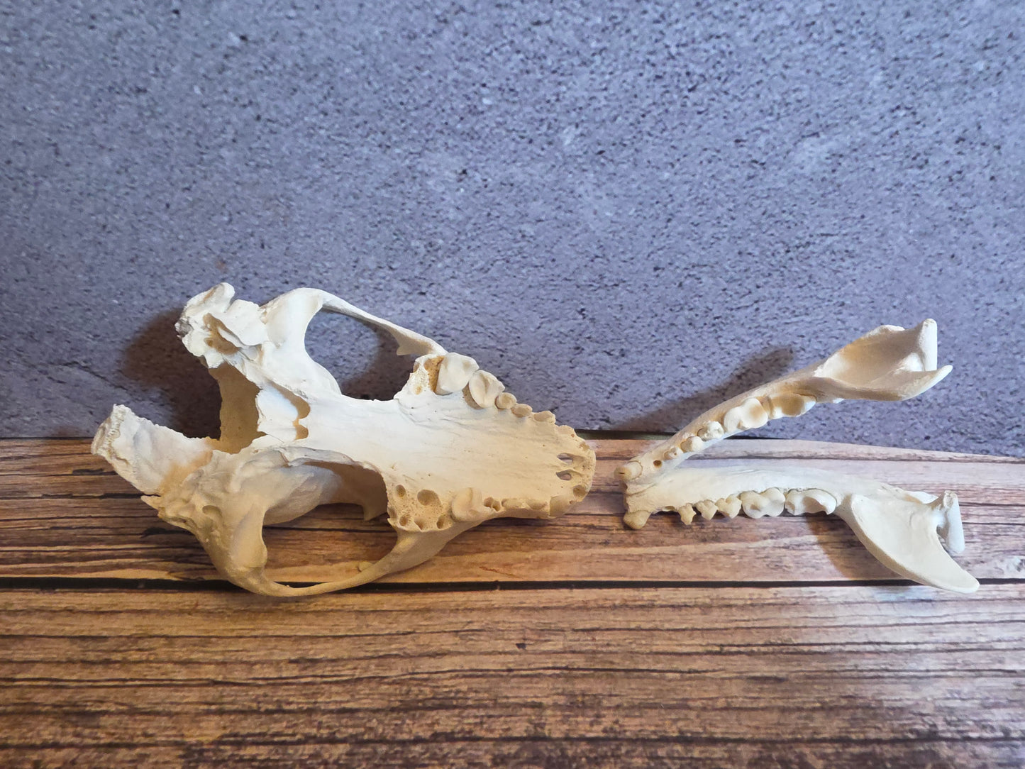 Geriatric Raccoon Skull w/ Dental Pathology