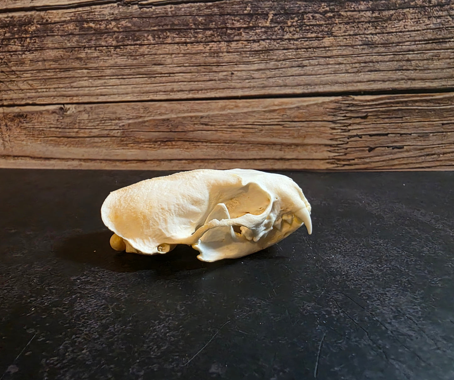 Mink Skull