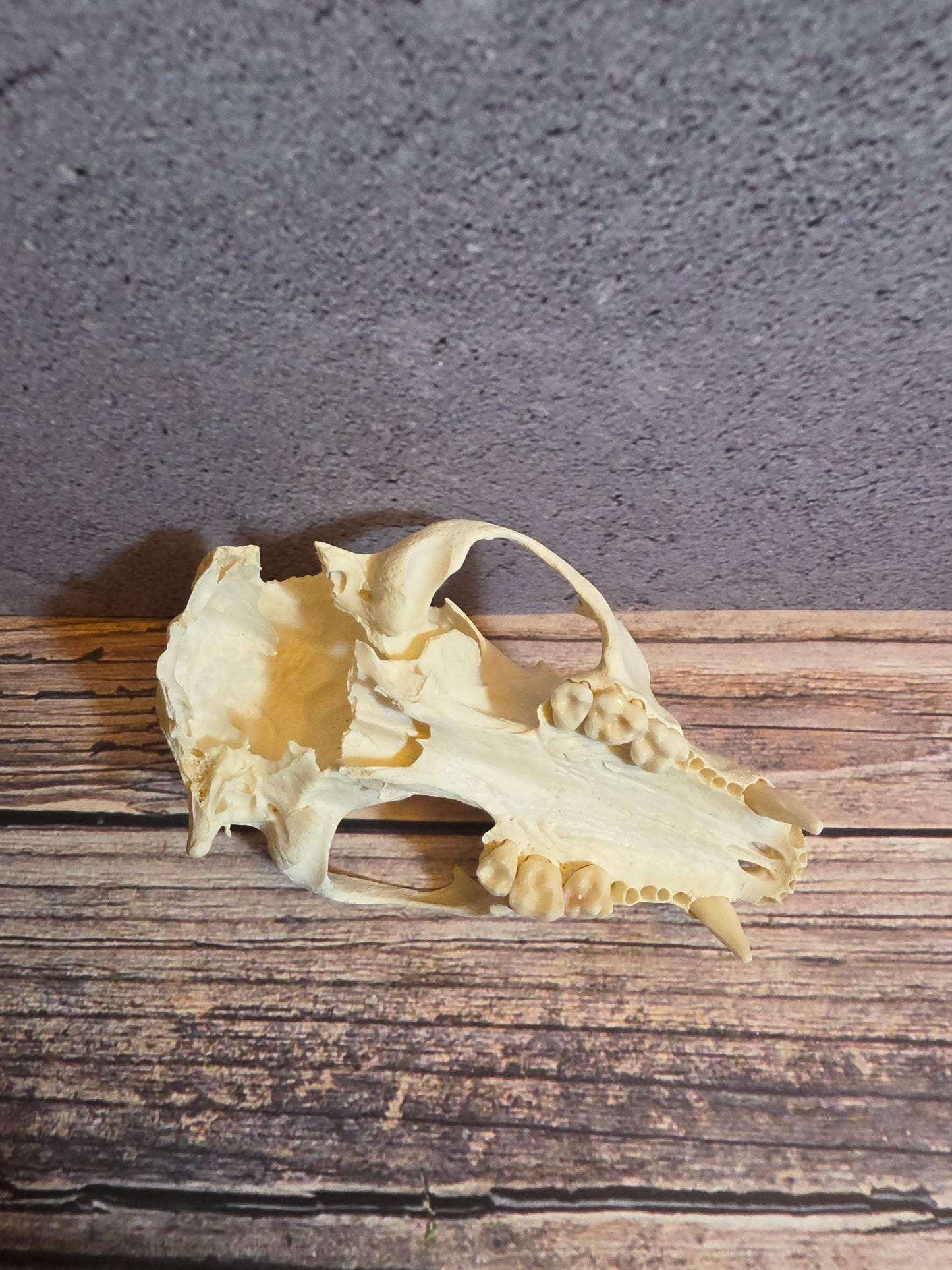 Craft Grade Raccoon Skull (Upper)