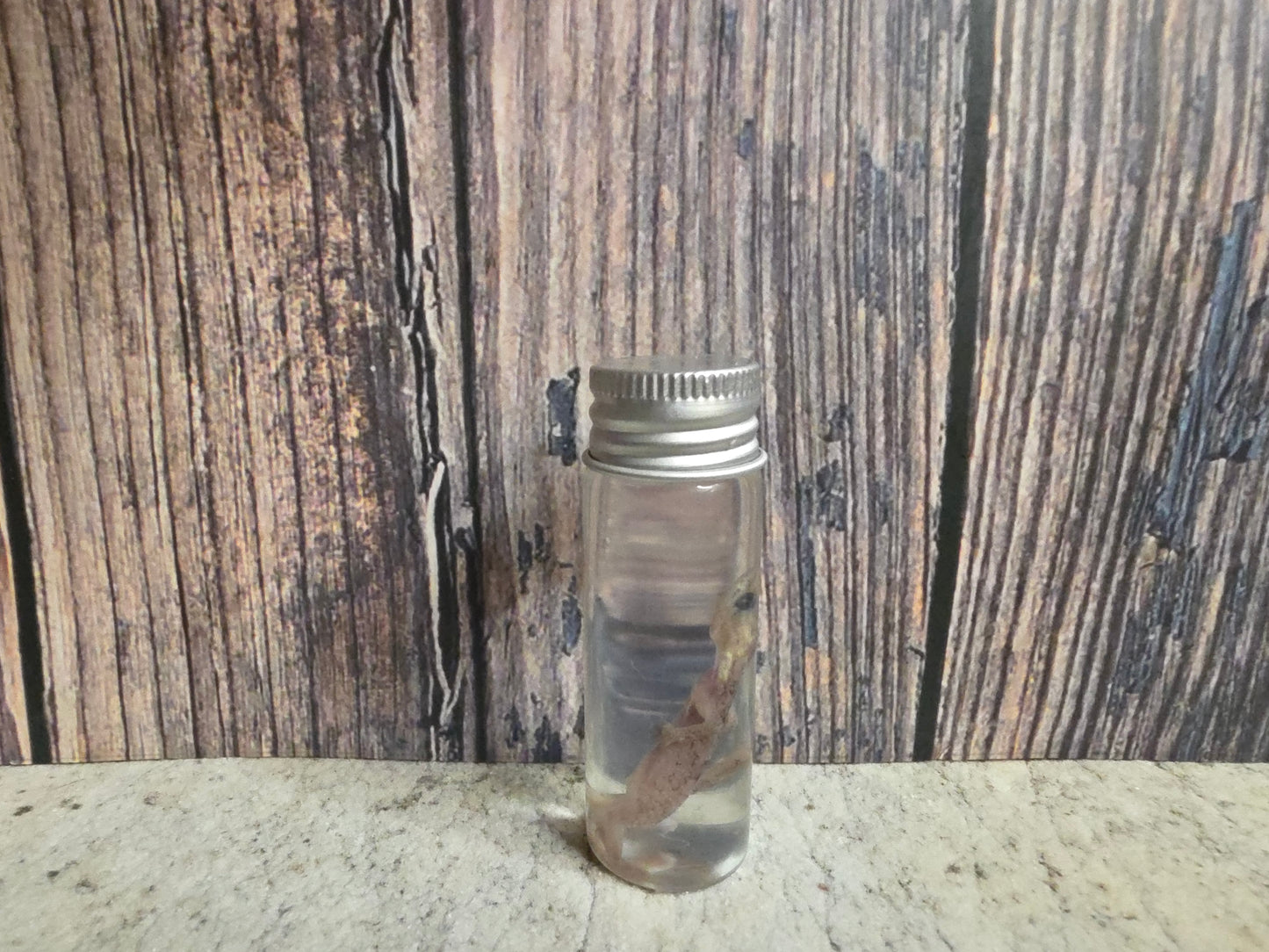 Gecko Wet Specimen (#1)