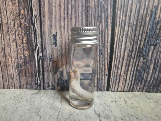 Virginia Opossum Penis Wet Specimen (#4)