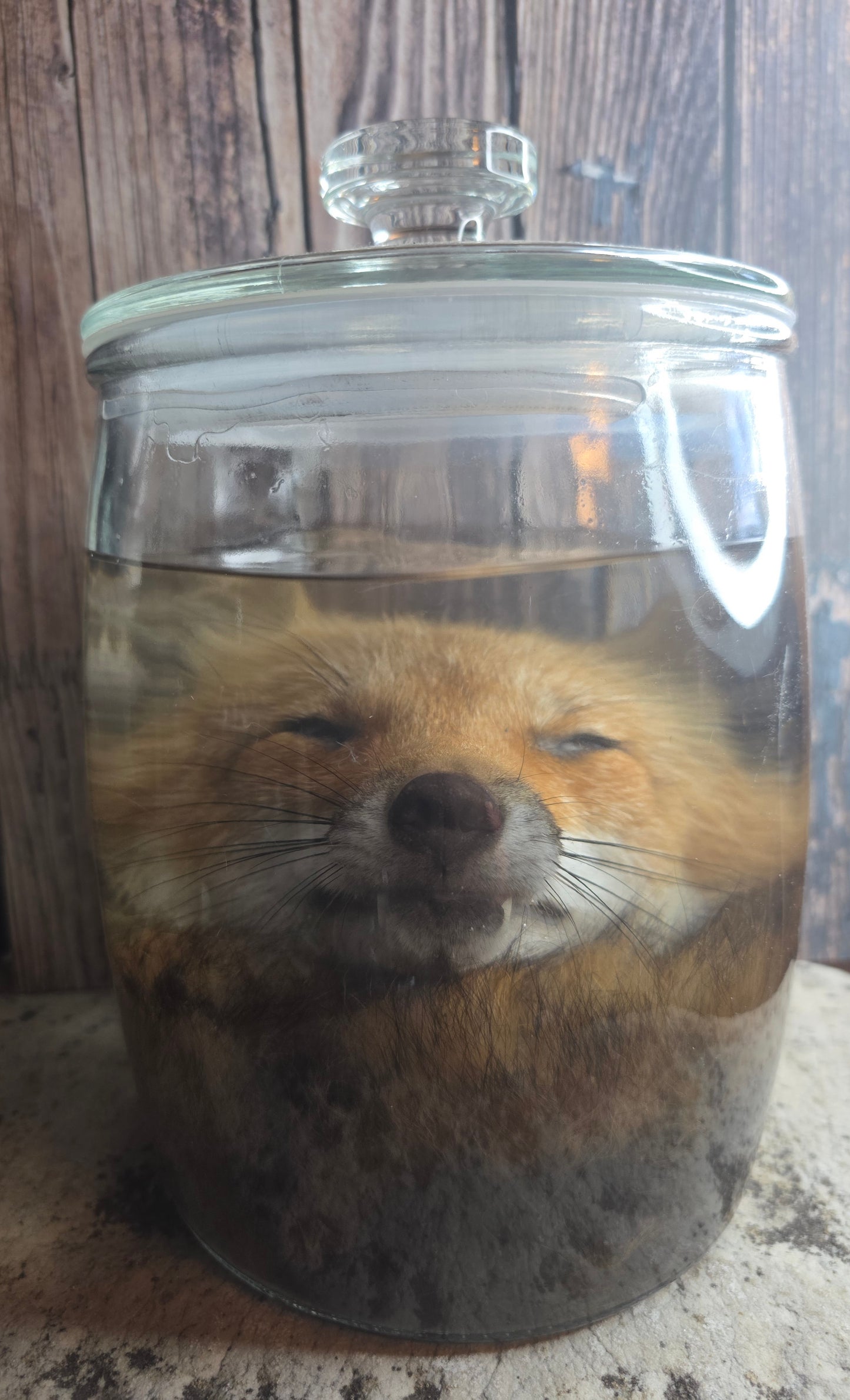 Red Fox Head & Tail Wet Specimen
