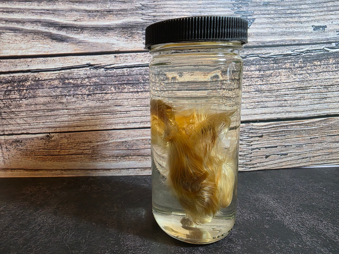 'Don't Lose Your Head' Domestic Headless Chick Wet Specimen
