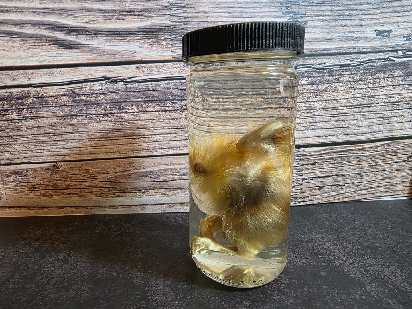 'Don't Lose Your Head' Domestic Headless Chick Wet Specimen