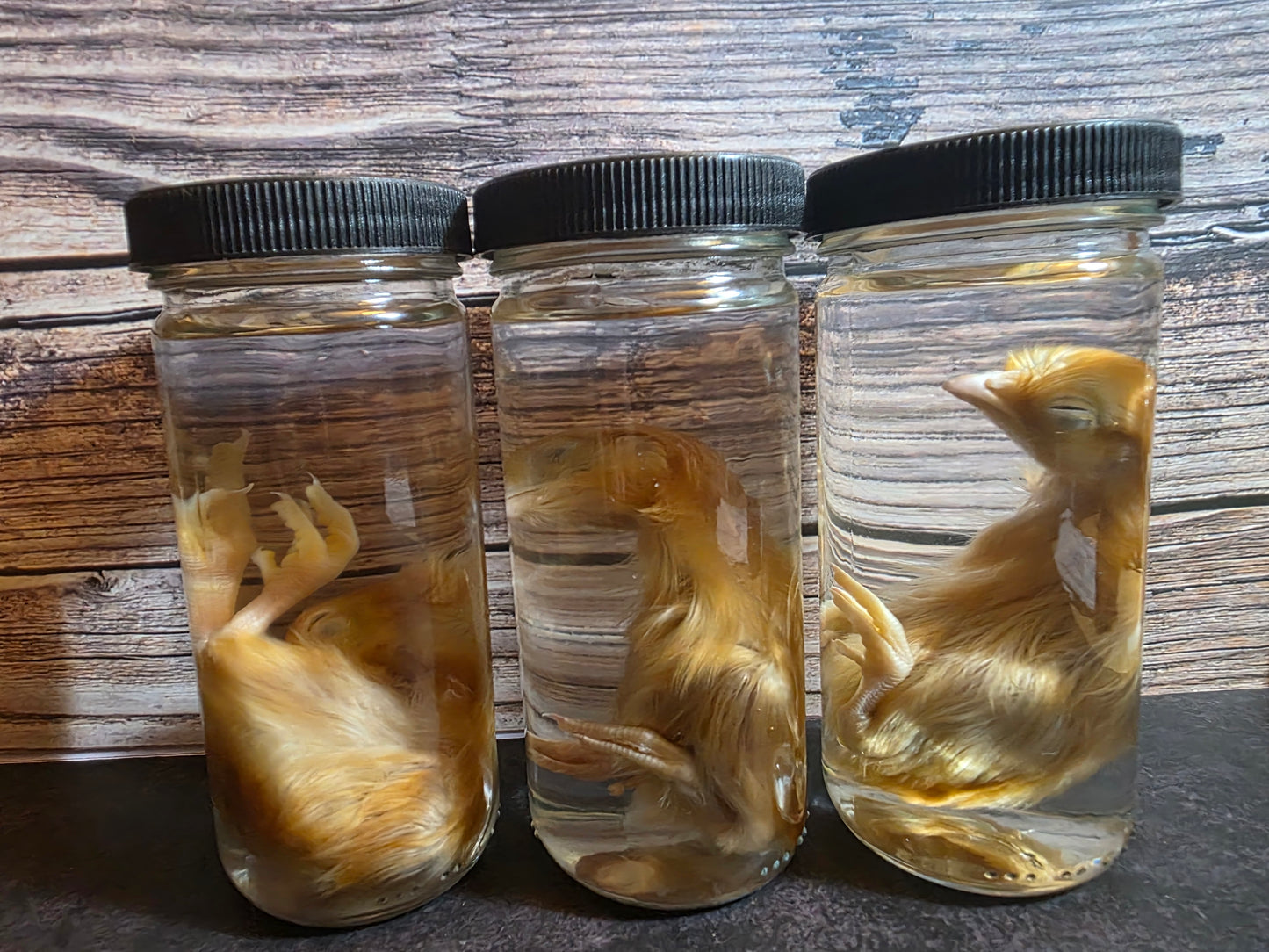 Domestic Chick Wet Specimen