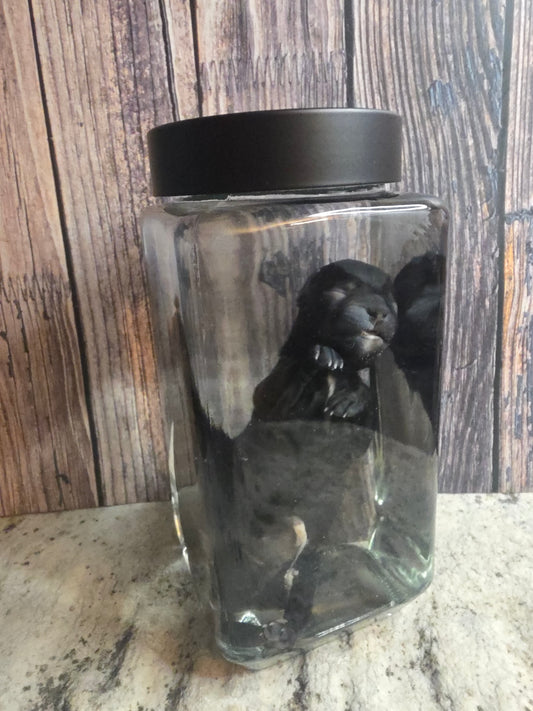 Black Chorkie Poo Stillborn Puppy Wet Specimen