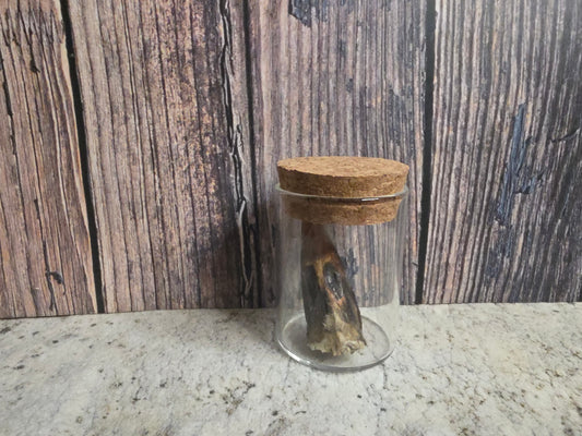 Dry Preserved Partial Turkey Beak Curio Vial (Cork Top)