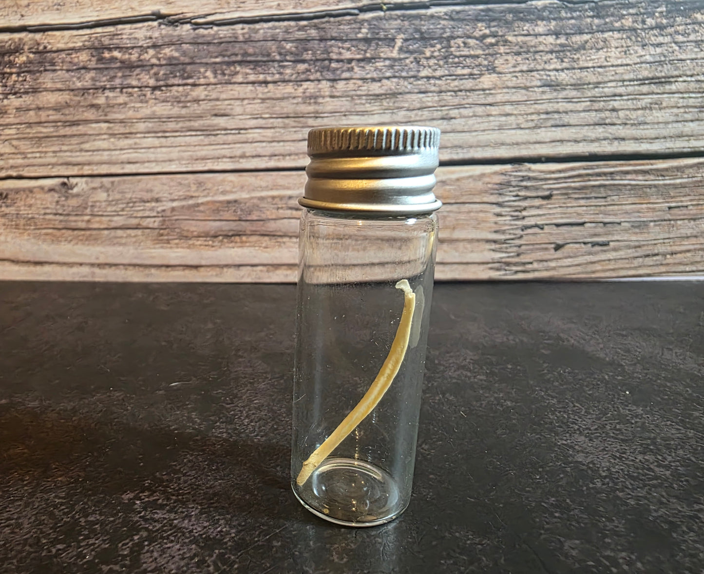 Imperfect Mink Baculum Curio Vial
