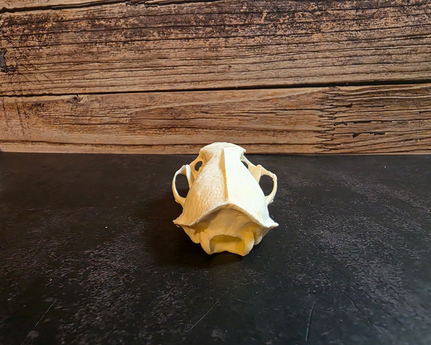Mink Skull