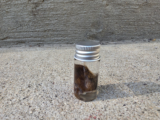 Little Squirrel Ear Wet Specimen Vial