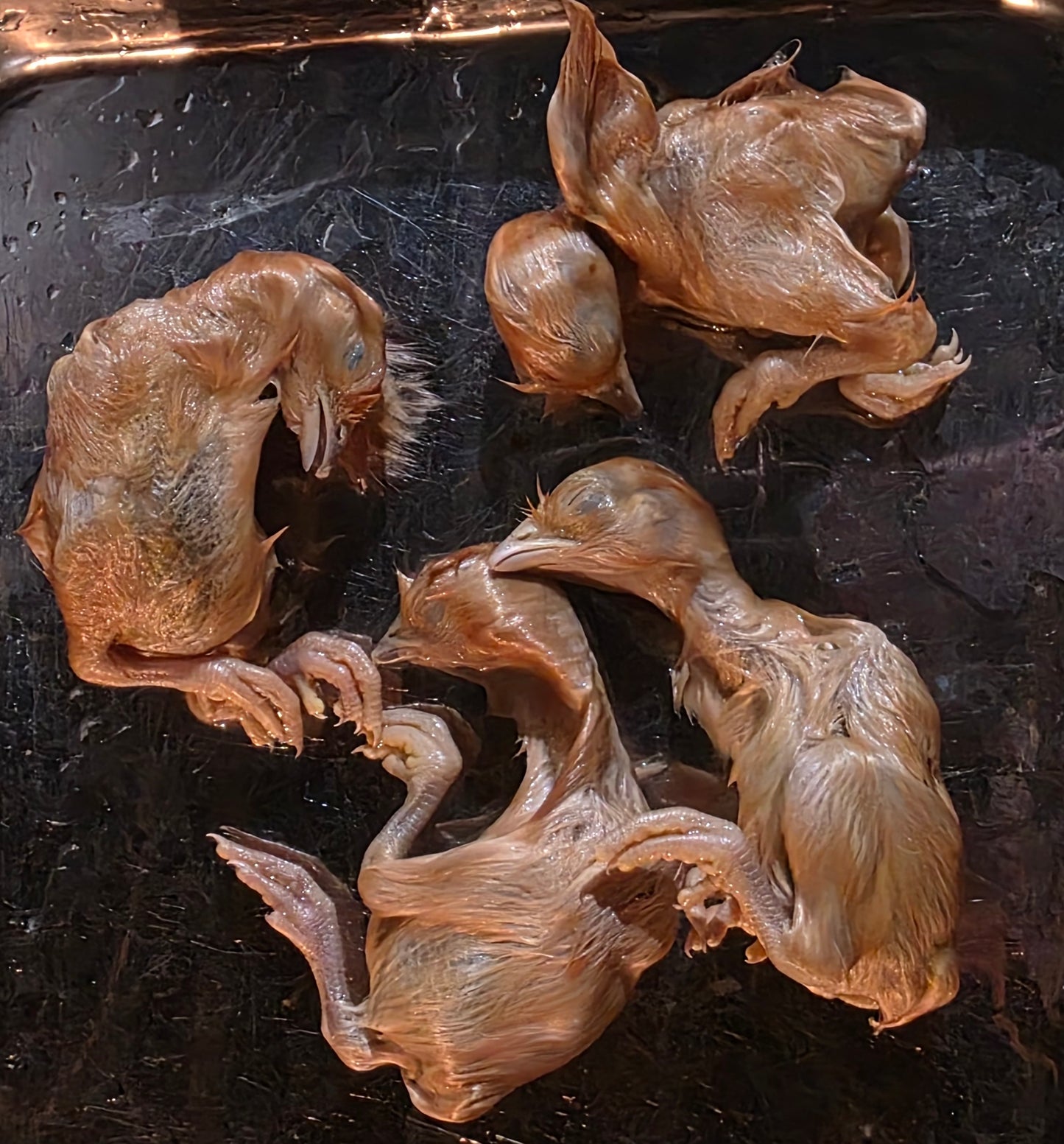 Wholesale (On Demand): Chick Wet Specimen (No Jars)