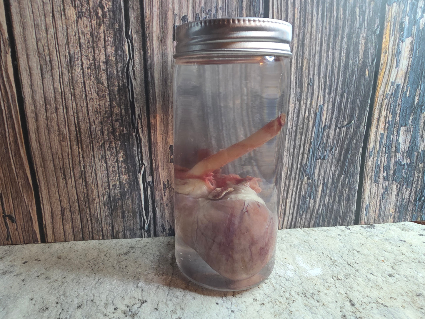 Red Fox Heart Wet Specimen