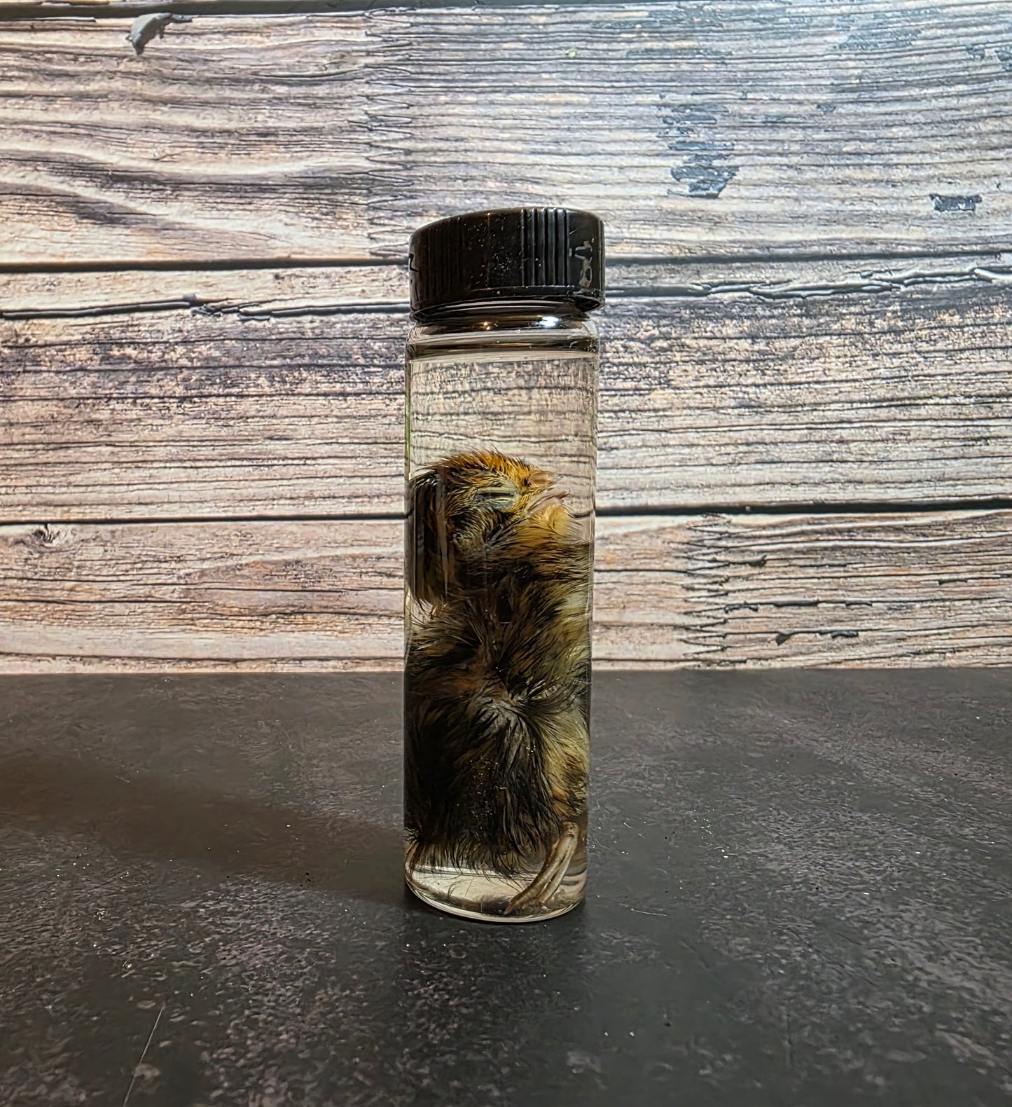 Quail Chick Wet Specimen Vial