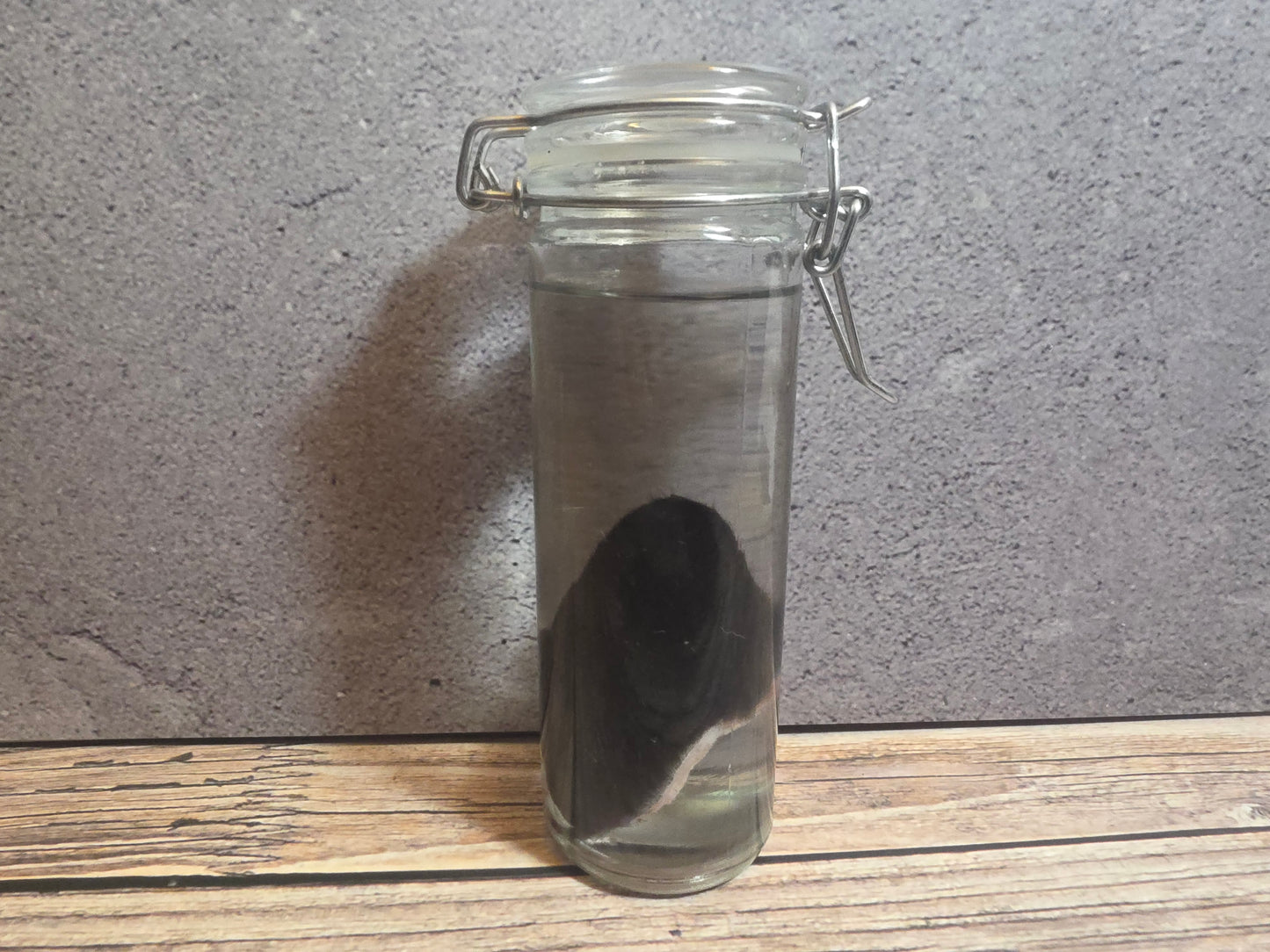 Black Cat Ear Wet Specimen