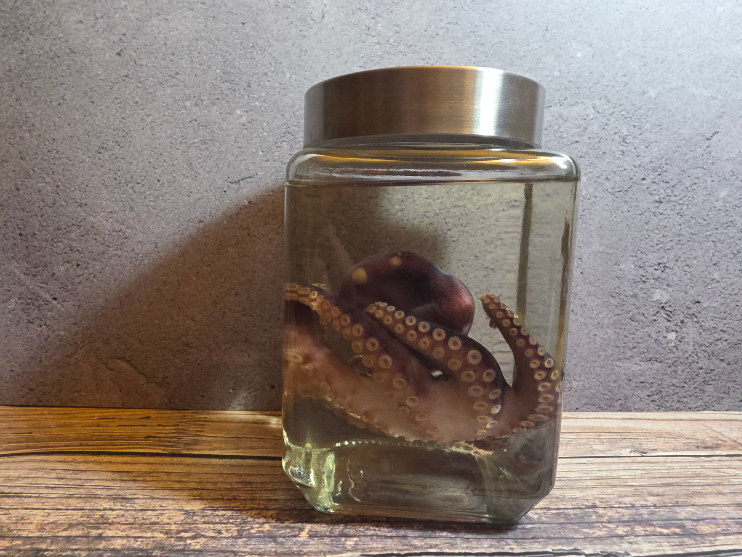 Octopus Wet Specimen (Square)