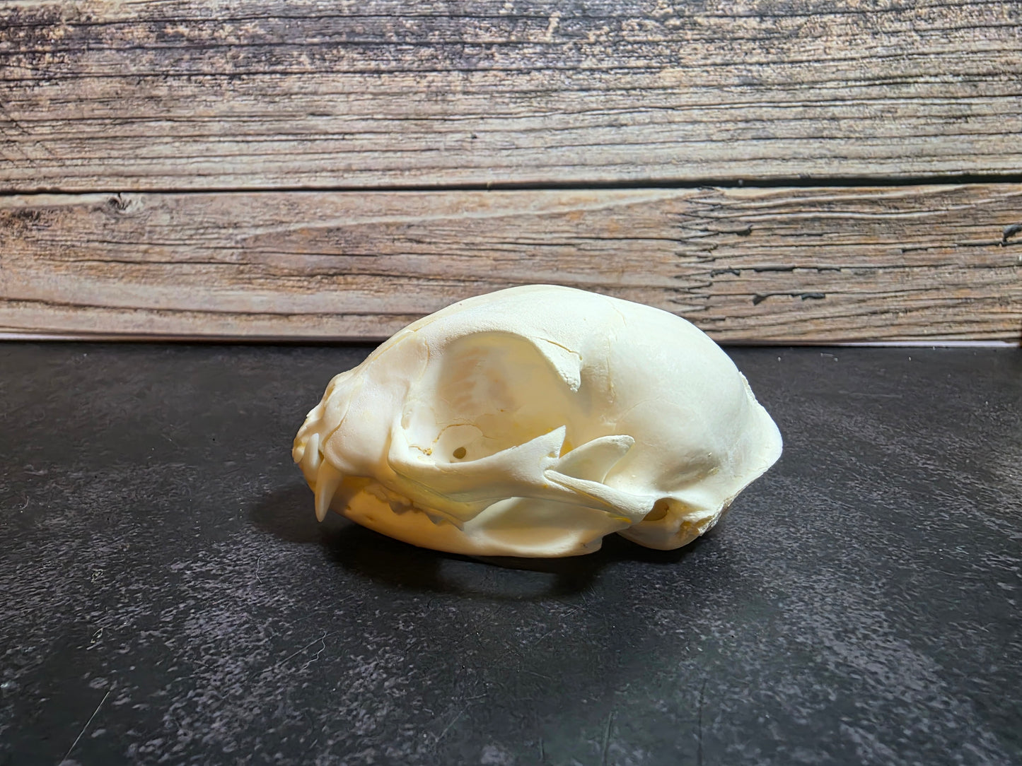 Small Domestic Cat Skull