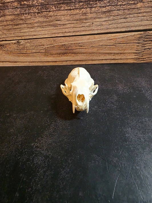 Mink Skull