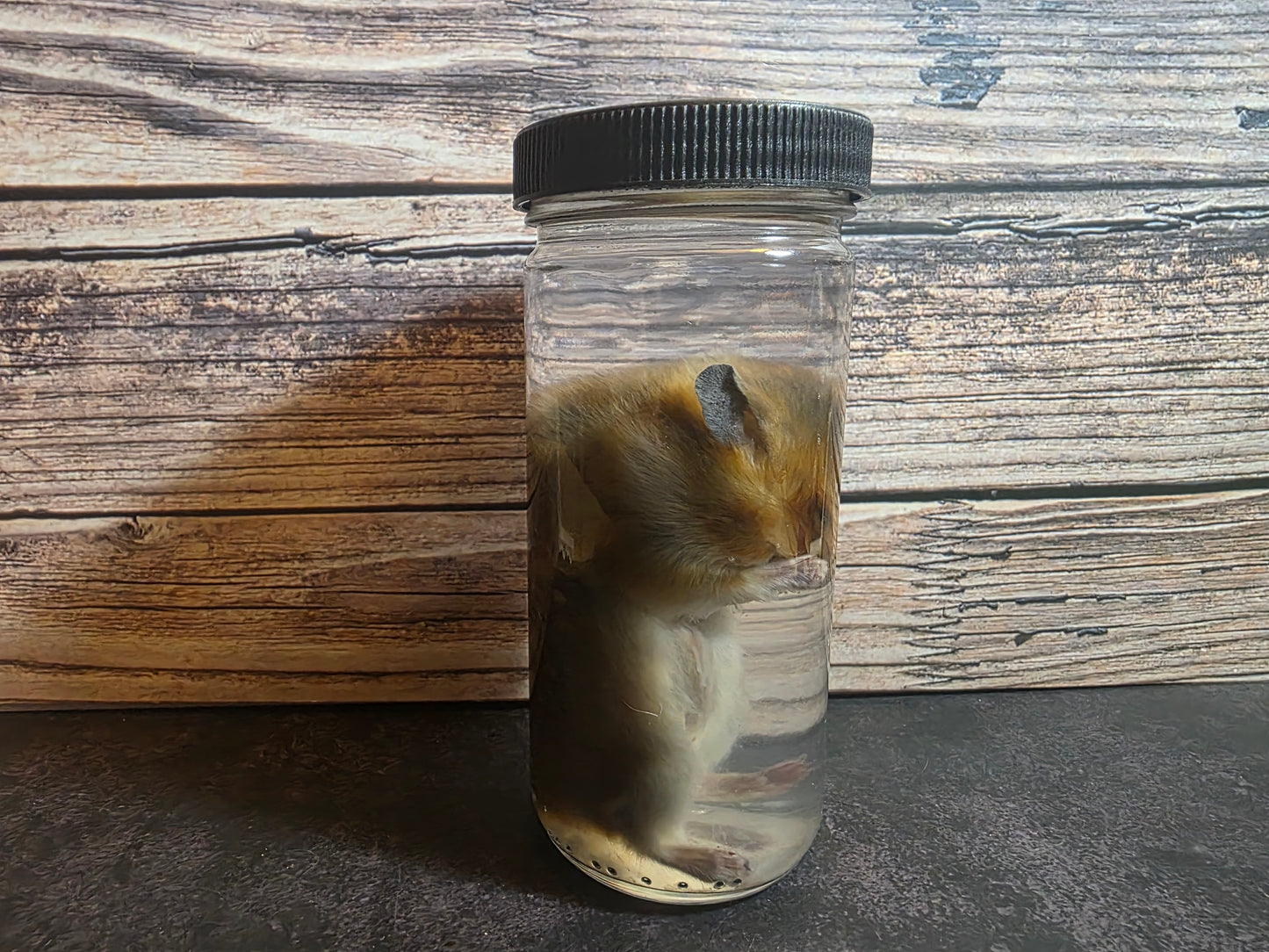 Hamster Wet Specimen (L)