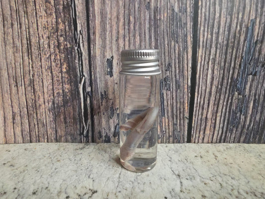Squirrel Penis Wet Specimen (#1)