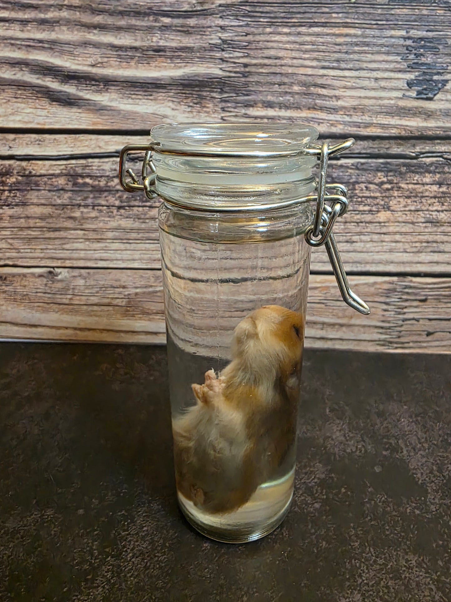 Hamster Wet Specimen (Sm) #2