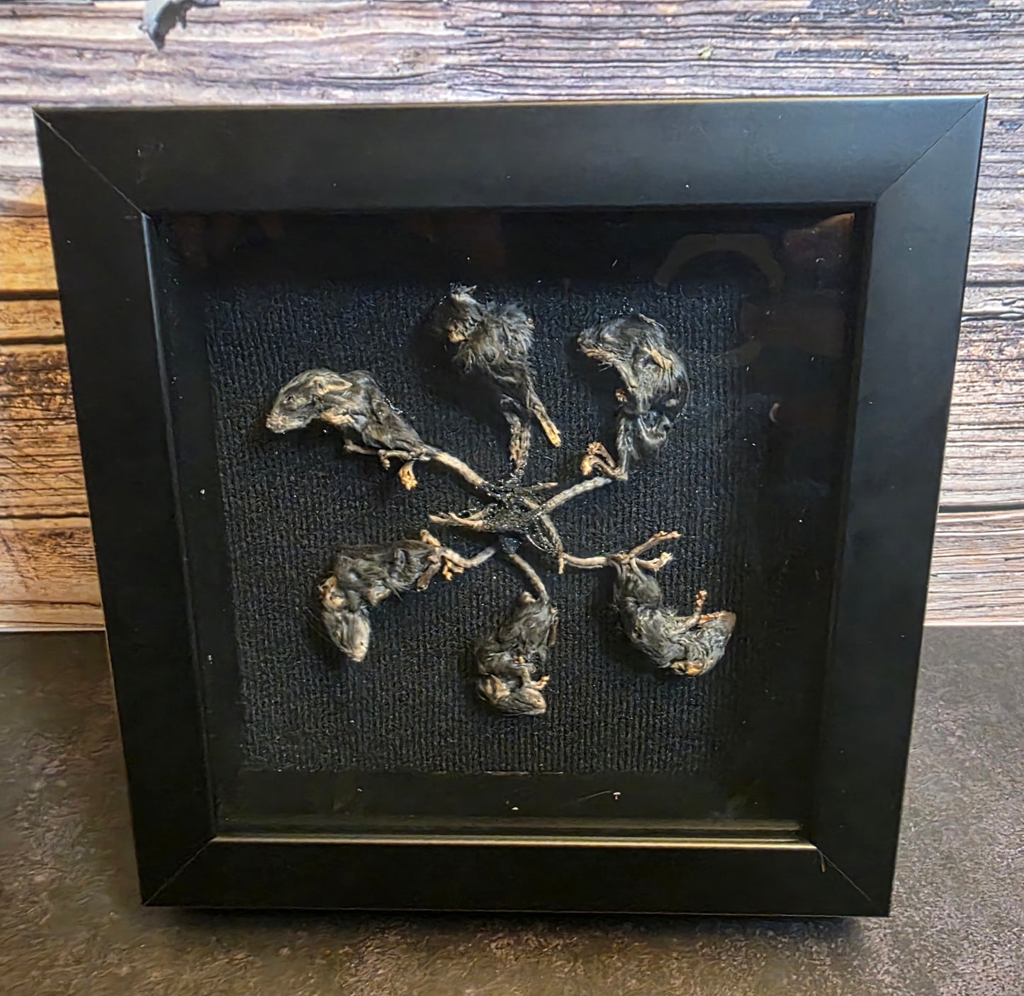 Rat King V Gaff Shadowbox Frame