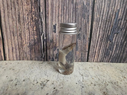 Virginia Opossum Penis Wet Specimen (#1)