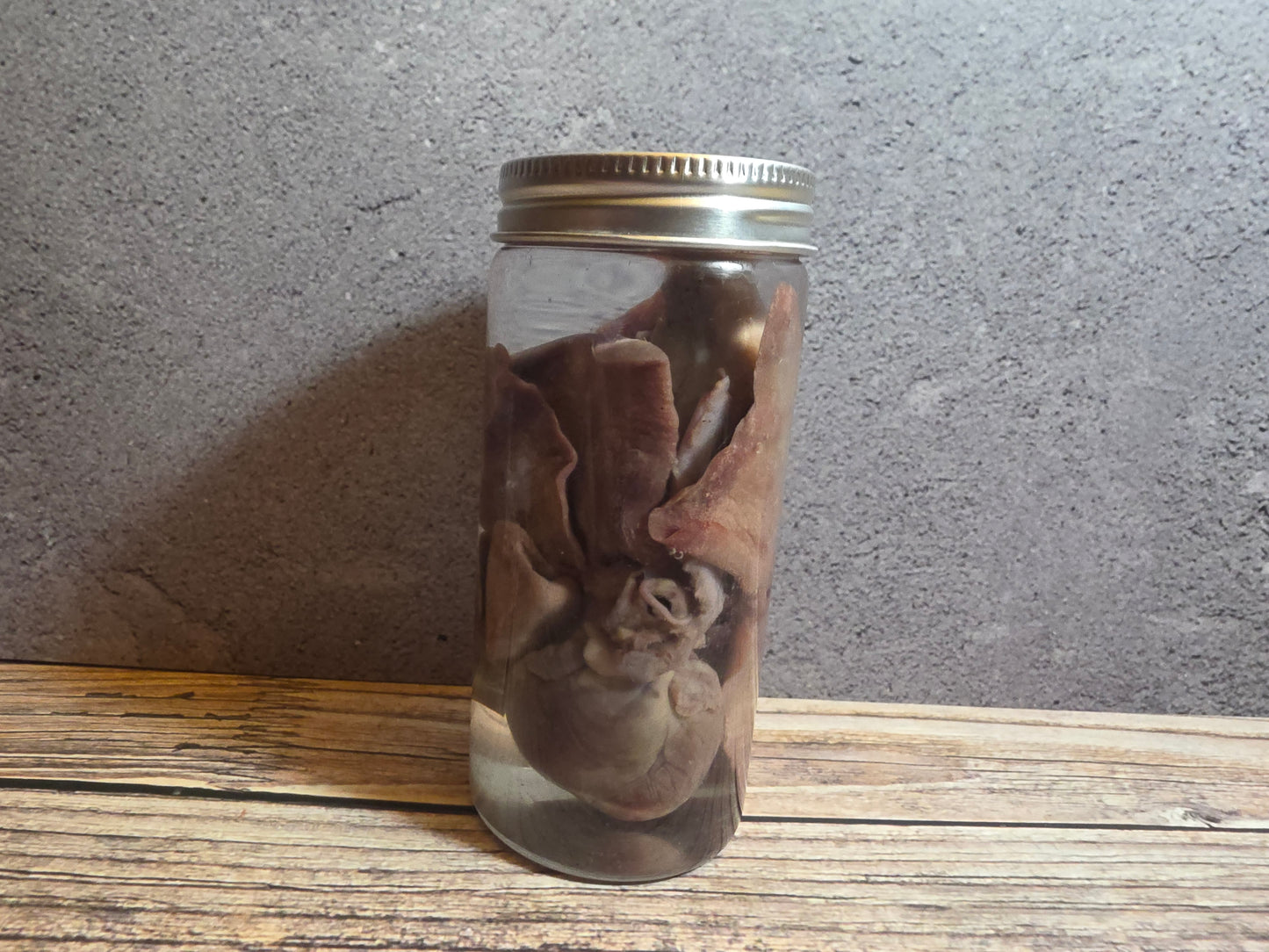 'Biblical Angel' Cat Heart And Lungs Wet Specimen