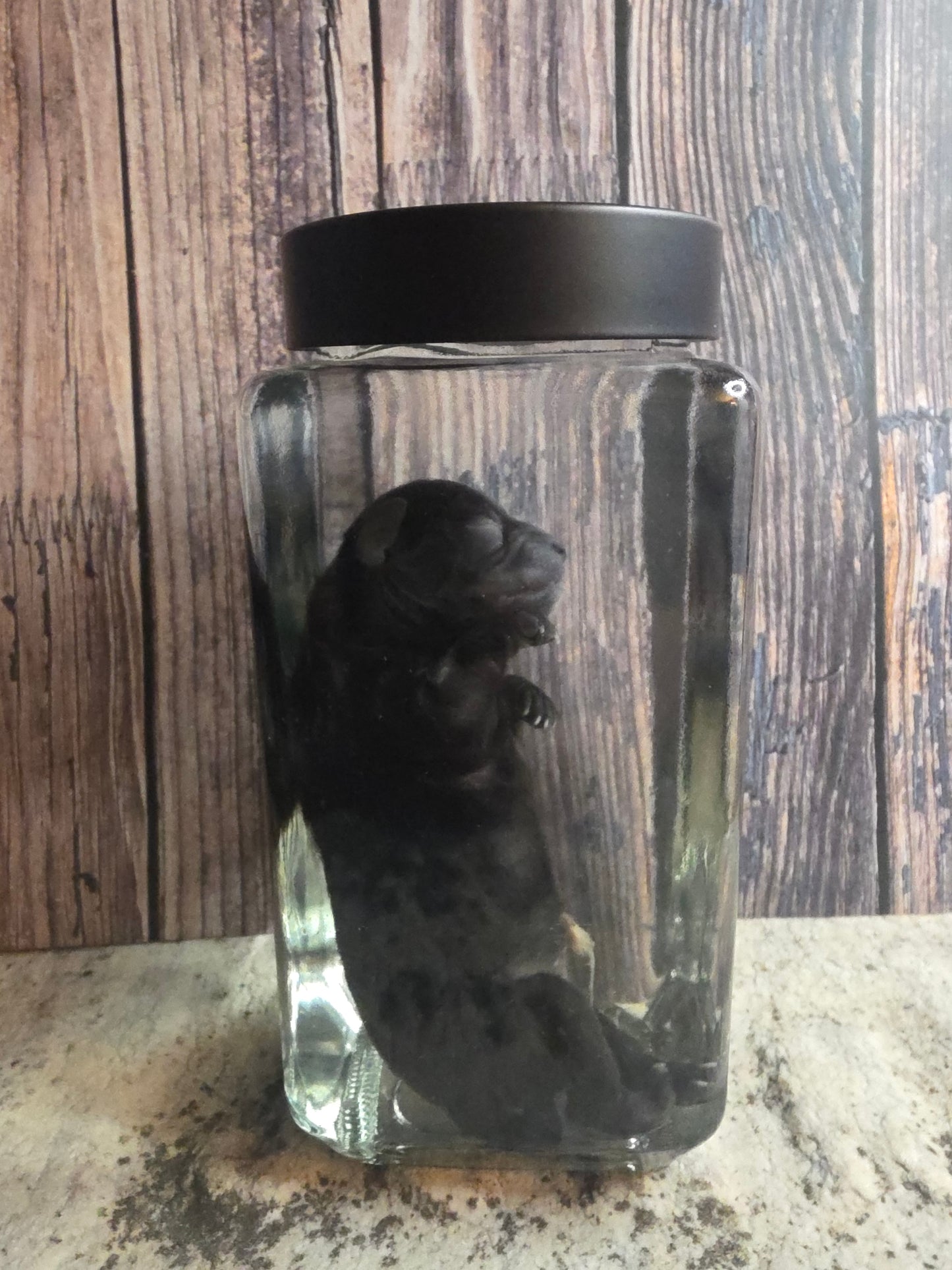 Black Chorkie Poo Stillborn Puppy Wet Specimen