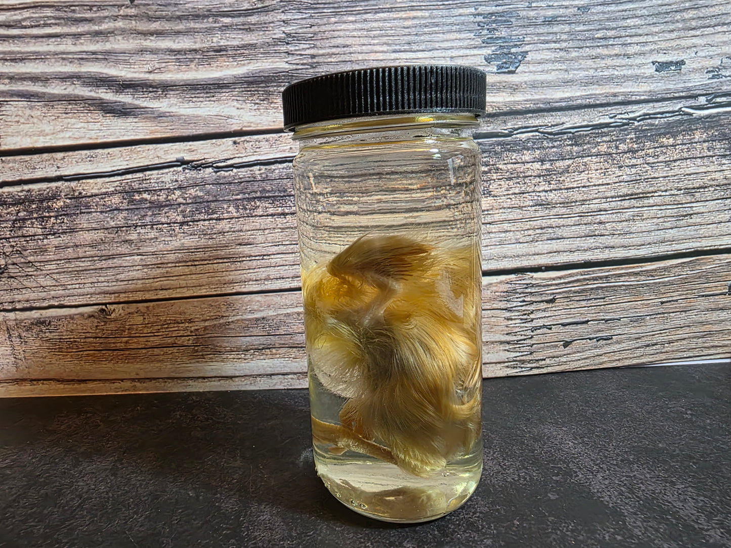 'Don't Lose Your Head' Domestic Headless Chick Wet Specimen