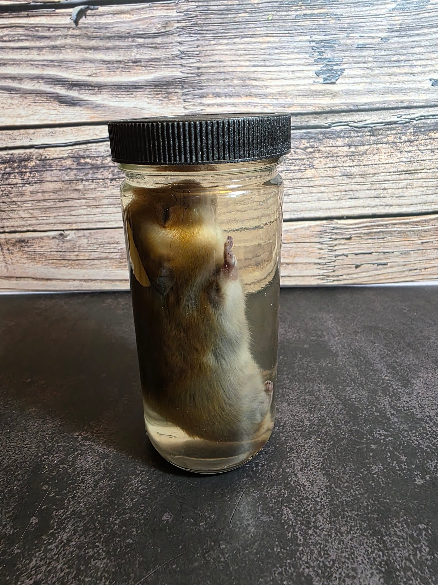 Hamster Wet Specimen (L)